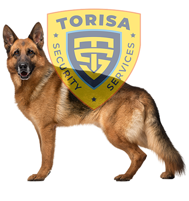 Canine Torisa